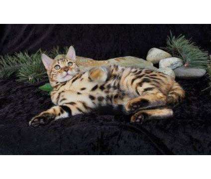 TICA &amp; CFA Registered Bengals - WE HAVE BABIES :) is a Male Bengal Young For Sale in Olympia WA