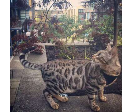 TICA &amp; CFA Registered Bengals - WE HAVE BABIES :) is a Male Bengal Young For Sale in Olympia WA