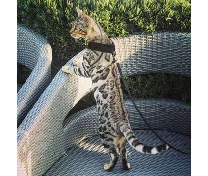 TICA &amp; CFA Registered Bengals - WE HAVE BABIES :) is a Male Bengal Young For Sale in Olympia WA