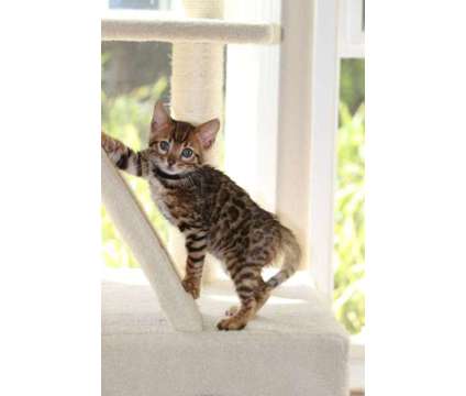 TICA &amp; CFA Registered Bengals - WE HAVE BABIES :) is a Male Bengal Young For Sale in Olympia WA