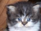 Black Tabby & White Persian Kitten