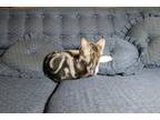 Adorable American Shorthair Kitten Looking For Good Home!