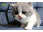 Super Cute British Shorthair Kittens Take Reservation Now!!!!!❤❤