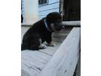 Shiba Inu Puppy for Sale - Adoption, Rescue