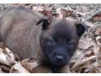 Belgian Malinois Puppy for Sale - Adoption, Rescue