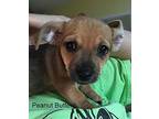 Adoption Pending - Peanutbutter Dachshund Puppy Male