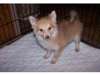 Pomeranian Puppy for Sale - Ad