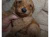 Labradoodle Puppy for Sale - A