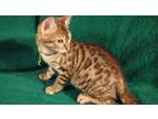 Bengal Brown Spotted Male 1 Left Reduced 6/05/17