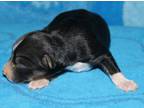 Miniature Australian Shepherd Puppy for Sale - Adoption, Rescue