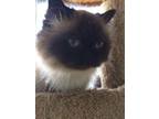 Bailey (Bonded with Shelby) Himalayan Adult Female