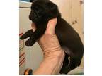 Pug Puppy for Sale - Adoption, Rescue