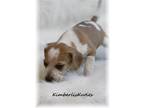 Beagle Puppy for Sale - Adoption, Rescue