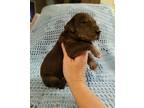 Great Dane Puppy for Sale - Adoption, Rescue