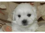 Shichon Puppy for Sale - Adoption, Rescue