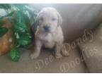 Goldendoodle Puppy for Sale - Adoption, Rescue