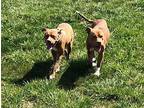 Sherlock & Holmes American Pit Bull Terrier Young
