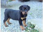 Cute Rottweiler Puppies Ready For Adoption