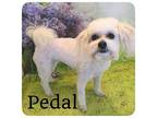 Pedal Poodle (Miniature) Adult Female