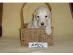 Standard Poodle Puppy for Sale - Adoption, Rescue