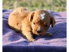 Cavapoo Puppy for Sale - Adoption, Rescue