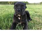 Cane Corsos For Sale In Gilbertsville Kentucky Pets On