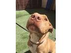 Beckham American Staffordshire Terrier Adult Male
