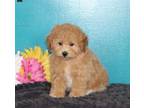 Bich Poo Puppy for Sale - Adoption, Rescue