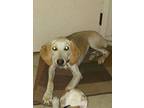 Lillian Foxhound Young Female