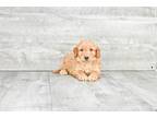 Mini Goldendoodle Puppies For Sale! Vito!! ( M ), [url removed]