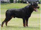 Rottweiler Puppy for Sale - Adoption, Rescue