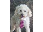 Valentino Poodle (Toy or Tea Cup) Adult Male