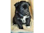 Australian Shepherd Puppy for Sale - Adoption, Rescue