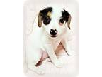 Reena Jack Russell Terrier Puppy Female