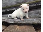 Shiba Inu Puppy for Sale - Adoption, Rescue