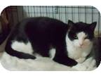 Sylvester American Shorthair Young Male