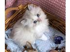 quot;Kion" Sweet And Cuddly Seal Lynx Point Bicolor Ragdoll Ragamuffin