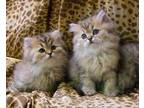 Gorgeous* Golden Ragdoll Ragamuffin Kittens - Registered