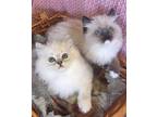 Beautiful Ragdoll Kittens - Registered