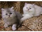 Exquisite* Silver Ragdoll Ragamuffin Kittens - Registered