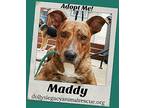 MADDY Mountain Cur Adult Female