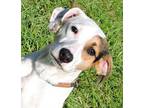 Sparky Jack Russell Terrier Young Male