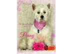 Penny Westie, West Highland White Terrier Adult Female