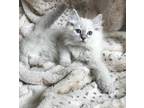 hearts; Tica Ragdoll Kittens Available ♥