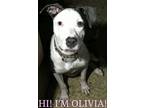 Adopt Olivia a Pit Bull Terrier, Great Dane