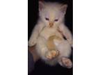 Flame Point Siamese Kittens - 3