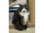 Sylvester Norwegian Forest Cat Adult Male