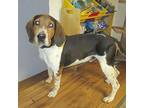 Tuco Treeing Walker Coonhound Adult Male