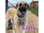 Lilly Mastiff Young Female