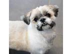 Cher -- Bonded Buddies With Sonny Maltese Adult Female
